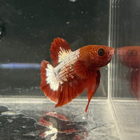 the-fish-farm Premium Male Betta Fancy Plakat Betta Male - One Only - 9 Buy this Premium Male Plakat Betta - One Only The Fish Farm Australia 
