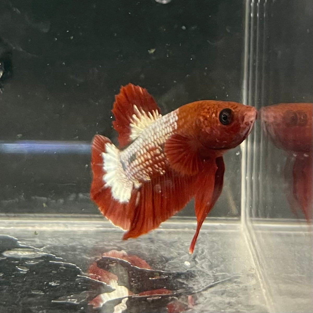 the-fish-farm Premium Male Betta Fancy Plakat Betta Male - One Only - 9 Buy this Premium Male Plakat Betta - One Only The Fish Farm Australia 