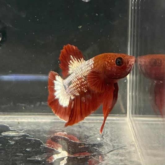 the-fish-farm Premium Male Betta Fancy Plakat Betta Male - One Only - 9 Buy this Premium Male Plakat Betta - One Only The Fish Farm Australia 
