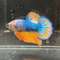 the-fish-farm Premium Male Betta Fancy Plakat Premium Male Betta - One Only - 1 Choose your favourite Premuium Fancy Plakat Male Betta - The Fish Farm