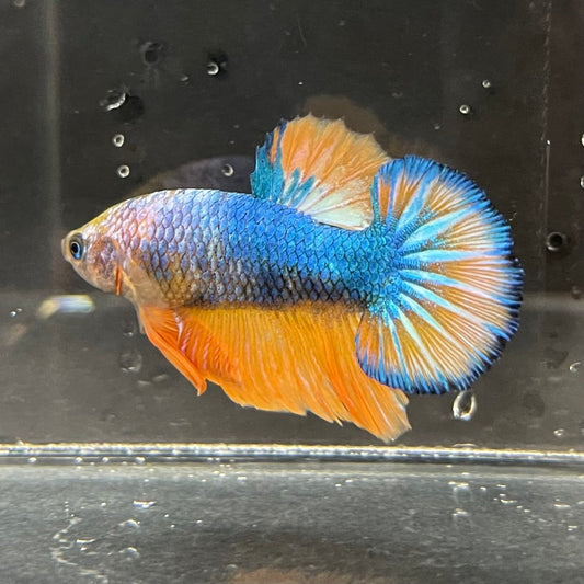 the-fish-farm Premium Male Betta Fancy Plakat Premium Male Betta - One Only - 1 Choose your favourite Premuium Fancy Plakat Male Betta - The Fish Farm