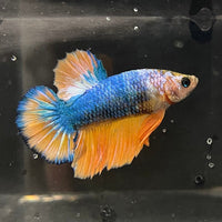 the-fish-farm Premium Male Betta Fancy Plakat Premium Male Betta - One Only - 1 Choose your favourite Premuium Fancy Plakat Male Betta - The Fish Farm