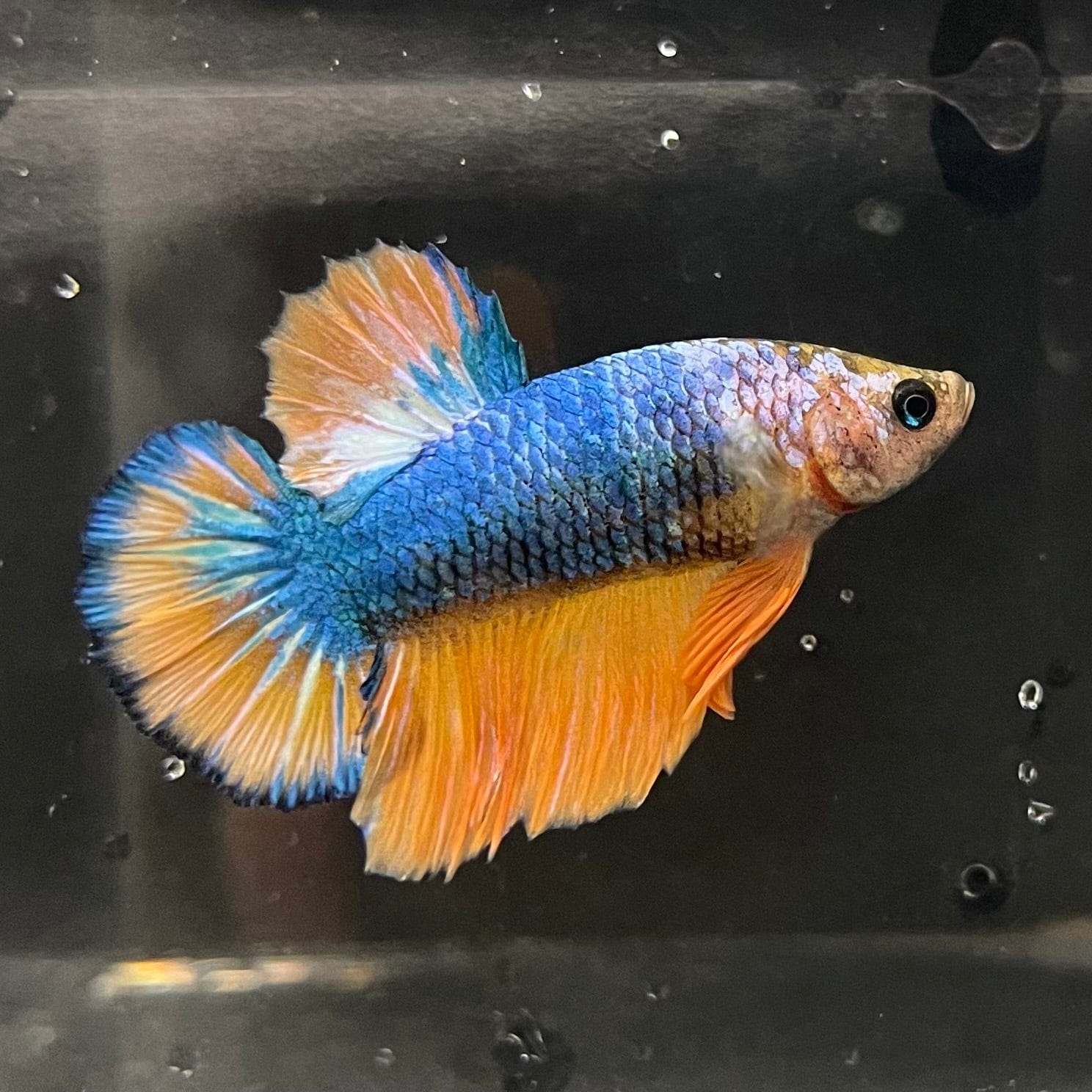 the-fish-farm Premium Male Betta Fancy Plakat Premium Male Betta - One Only - 1 Choose your favourite Premuium Fancy Plakat Male Betta - The Fish Farm
