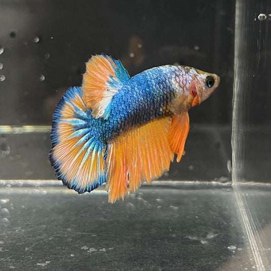 the-fish-farm Premium Male Betta Fancy Plakat Premium Male Betta - One Only - 1 Choose your favourite Premuium Fancy Plakat Male Betta - The Fish Farm