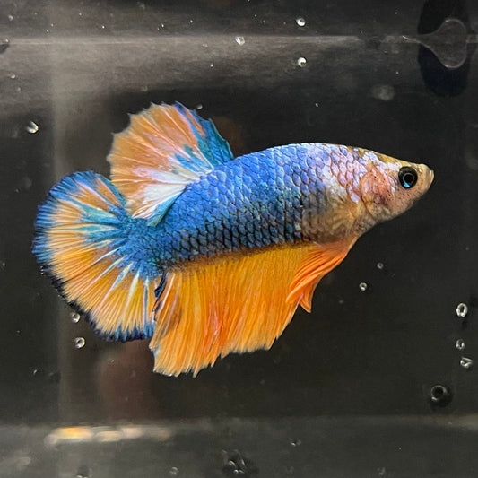 the-fish-farm Premium Male Betta Fancy Plakat Premium Male Betta - One Only - 1 Choose your favourite Premuium Fancy Plakat Male Betta - The Fish Farm