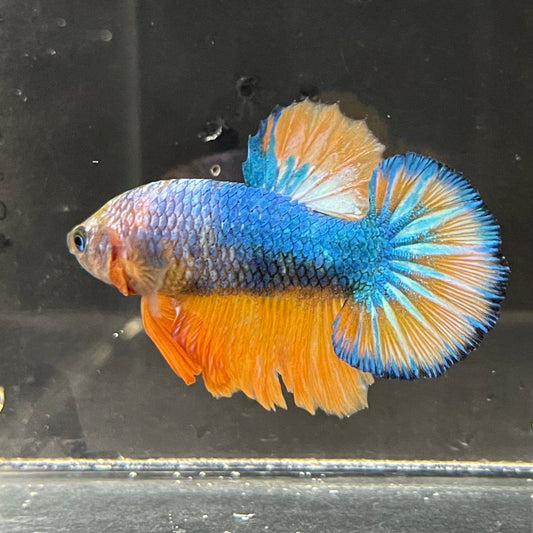 the-fish-farm Premium Male Betta Fancy Plakat Premium Male Betta - One Only - 1 Choose your favourite Premuium Fancy Plakat Male Betta - The Fish Farm