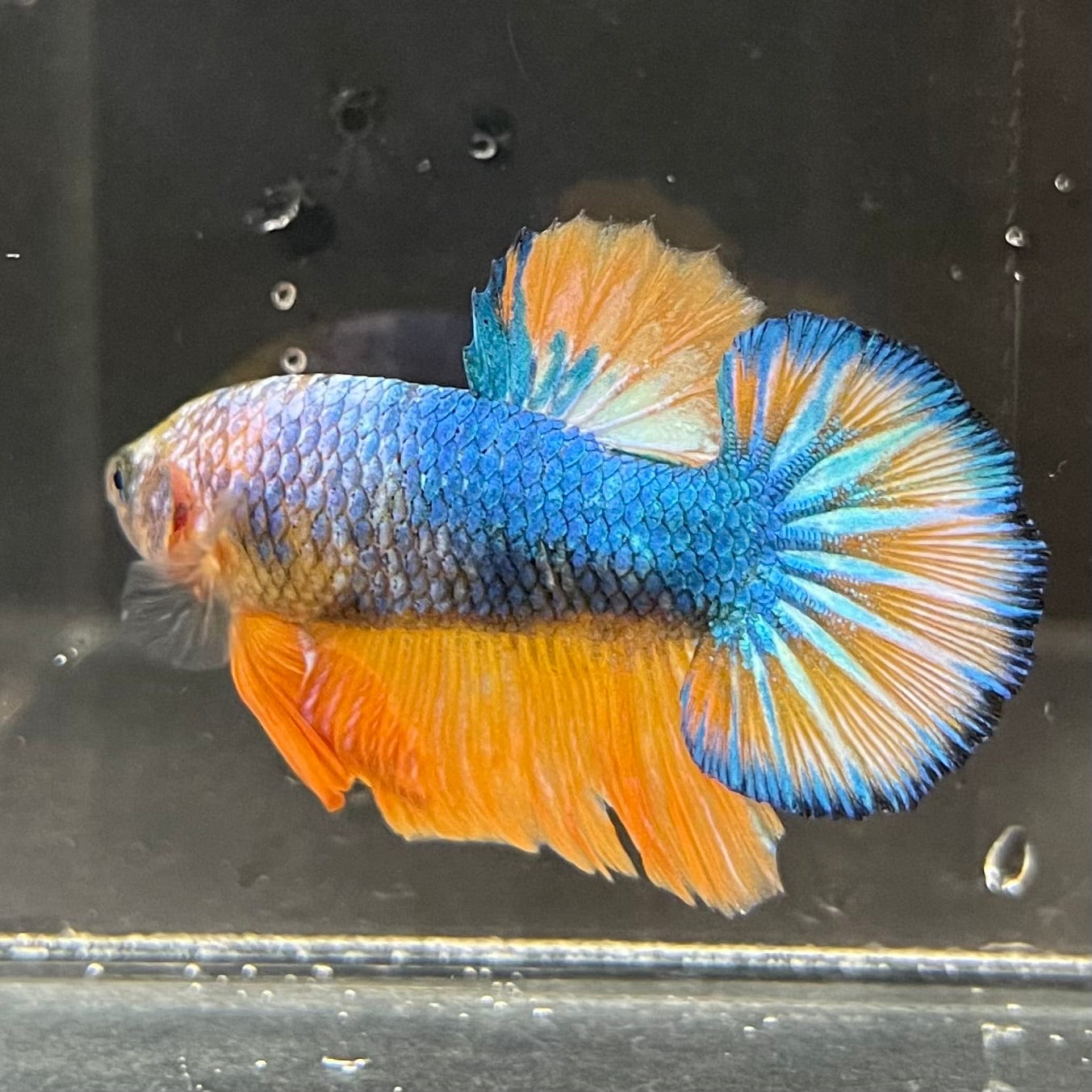 the-fish-farm Premium Male Betta Fancy Plakat Premium Male Betta - One Only - 1 Choose your favourite Premuium Fancy Plakat Male Betta - The Fish Farm