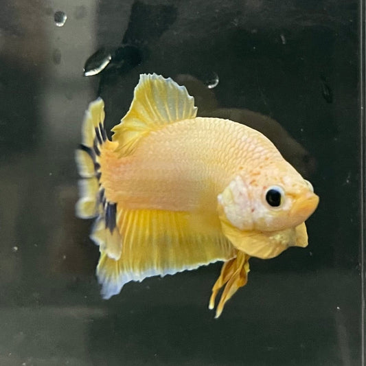 the-fish-farm Premium Male Betta Fancy Plakat Premium Male Betta - One Only - 10 Choose your favourite Premuium Fancy Plakat Male Betta - The Fish Farm