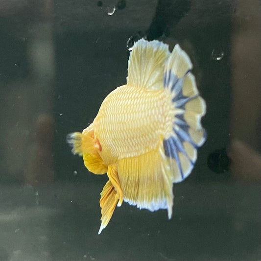 the-fish-farm Premium Male Betta Fancy Plakat Premium Male Betta - One Only - 10 Choose your favourite Premuium Fancy Plakat Male Betta - The Fish Farm