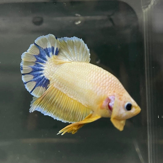 the-fish-farm Premium Male Betta Fancy Plakat Premium Male Betta - One Only - 10 Choose your favourite Premuium Fancy Plakat Male Betta - The Fish Farm