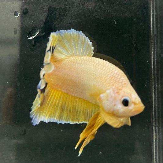the-fish-farm Premium Male Betta Fancy Plakat Premium Male Betta - One Only - 10 Choose your favourite Premuium Fancy Plakat Male Betta - The Fish Farm