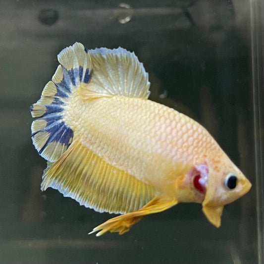 the-fish-farm Premium Male Betta Fancy Plakat Premium Male Betta - One Only - 10 Choose your favourite Premuium Fancy Plakat Male Betta - The Fish Farm