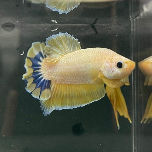 the-fish-farm Premium Male Betta Fancy Plakat Premium Male Betta - One Only - 10 Choose your favourite Premuium Fancy Plakat Male Betta - The Fish Farm