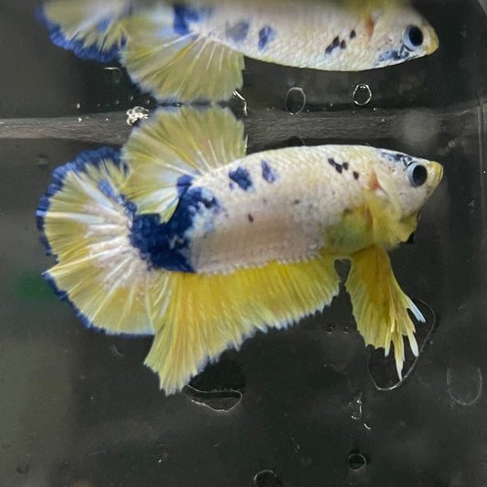 the-fish-farm Premium Male Betta Fancy Plakat Premium Male Betta - One Only - 12 Choose your favourite Premuium Fancy Plakat Male Betta - The Fish Farm