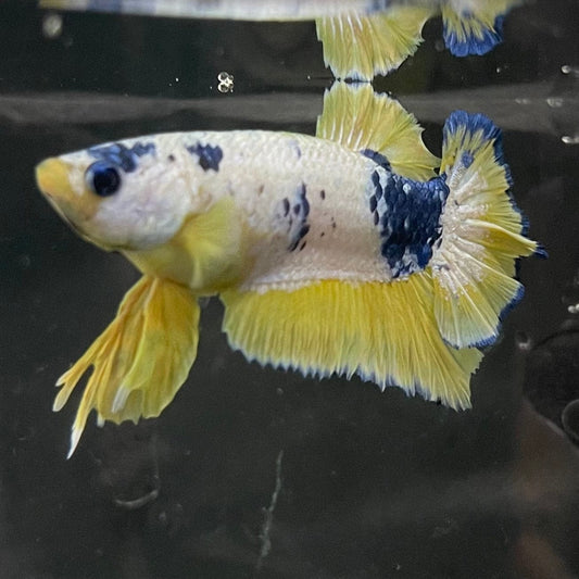 the-fish-farm Premium Male Betta Fancy Plakat Premium Male Betta - One Only - 12 Choose your favourite Premuium Fancy Plakat Male Betta - The Fish Farm
