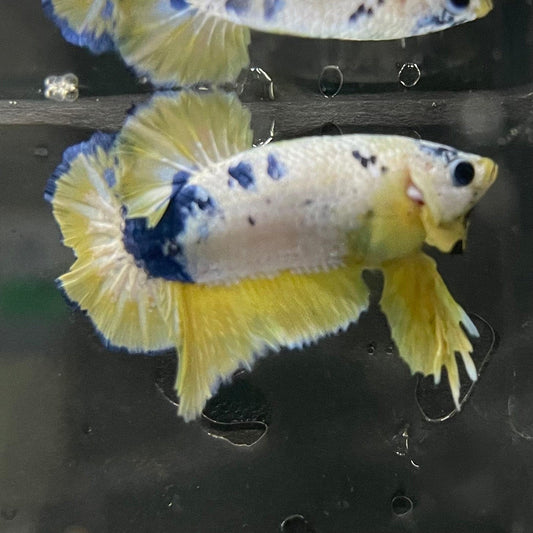 the-fish-farm Premium Male Betta Fancy Plakat Premium Male Betta - One Only - 12 Choose your favourite Premuium Fancy Plakat Male Betta - The Fish Farm