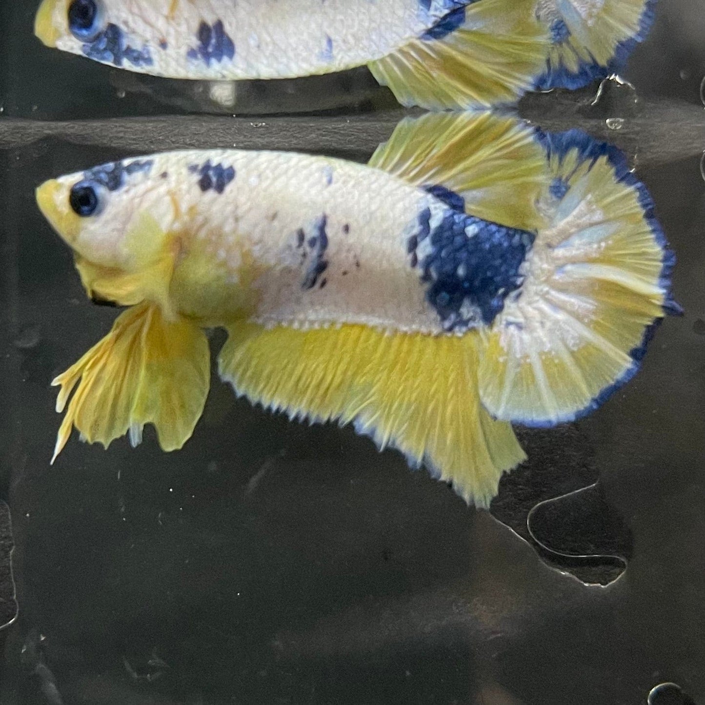 the-fish-farm Premium Male Betta Fancy Plakat Premium Male Betta - One Only - 12 Choose your favourite Premuium Fancy Plakat Male Betta - The Fish Farm
