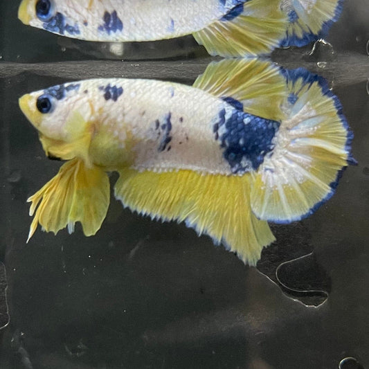 the-fish-farm Premium Male Betta Fancy Plakat Premium Male Betta - One Only - 12 Choose your favourite Premuium Fancy Plakat Male Betta - The Fish Farm