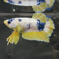 the-fish-farm Premium Male Betta Fancy Plakat Premium Male Betta - One Only - 12 Choose your favourite Premuium Fancy Plakat Male Betta - The Fish Farm