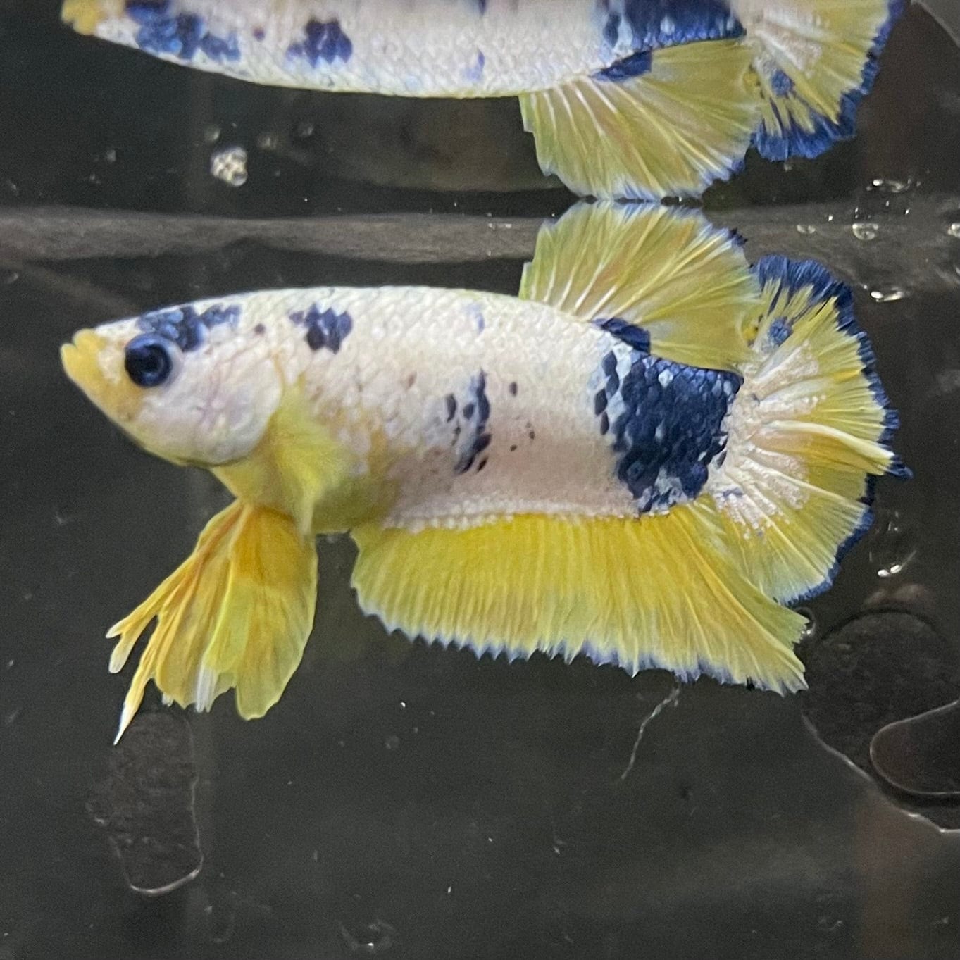 the-fish-farm Premium Male Betta Fancy Plakat Premium Male Betta - One Only - 12 Choose your favourite Premuium Fancy Plakat Male Betta - The Fish Farm