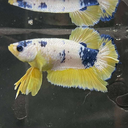 the-fish-farm Premium Male Betta Fancy Plakat Premium Male Betta - One Only - 12 Choose your favourite Premuium Fancy Plakat Male Betta - The Fish Farm