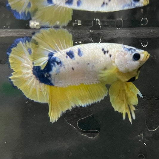 the-fish-farm Premium Male Betta Fancy Plakat Premium Male Betta - One Only - 12 Choose your favourite Premuium Fancy Plakat Male Betta - The Fish Farm