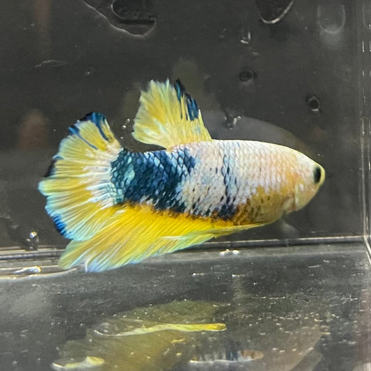 the-fish-farm Premium Male Betta Fancy Plakat Premium Male Betta - One Only - 13 Choose your favourite Premuium Fancy Plakat Male Betta - The Fish Farm