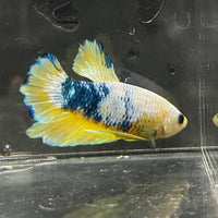 the-fish-farm Premium Male Betta Fancy Plakat Premium Male Betta - One Only - 13 Choose your favourite Premuium Fancy Plakat Male Betta - The Fish Farm