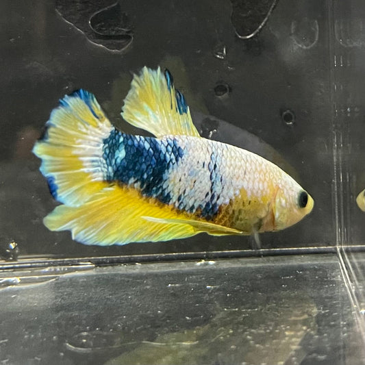 the-fish-farm Premium Male Betta Fancy Plakat Premium Male Betta - One Only - 13 Choose your favourite Premuium Fancy Plakat Male Betta - The Fish Farm