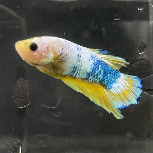 the-fish-farm Premium Male Betta Fancy Plakat Premium Male Betta - One Only - 13 Choose your favourite Premuium Fancy Plakat Male Betta - The Fish Farm