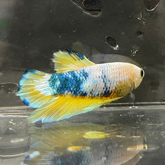 the-fish-farm Premium Male Betta Fancy Plakat Premium Male Betta - One Only - 13 Choose your favourite Premuium Fancy Plakat Male Betta - The Fish Farm