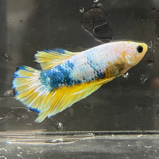 the-fish-farm Premium Male Betta Fancy Plakat Premium Male Betta - One Only - 13 Choose your favourite Premuium Fancy Plakat Male Betta - The Fish Farm