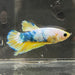 the-fish-farm Premium Male Betta Fancy Plakat Premium Male Betta - One Only - 13 Choose your favourite Premuium Fancy Plakat Male Betta - The Fish Farm