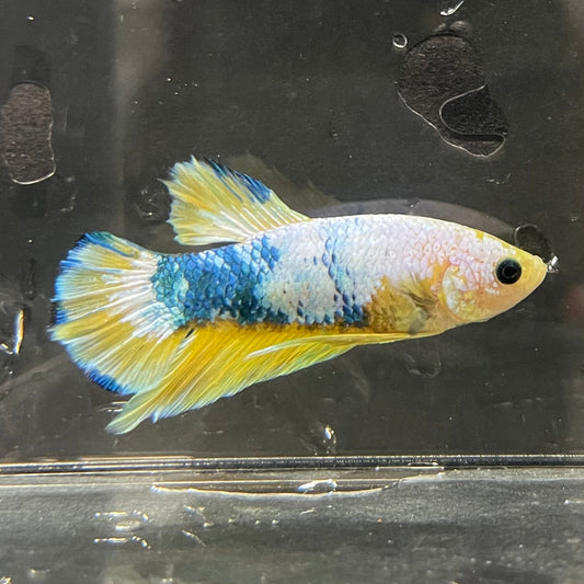 the-fish-farm Premium Male Betta Fancy Plakat Premium Male Betta - One Only - 13 Choose your favourite Premuium Fancy Plakat Male Betta - The Fish Farm