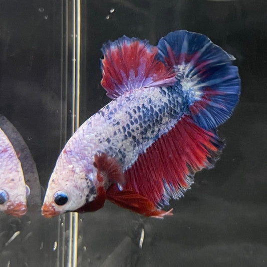 the-fish-farm Premium Male Betta Fancy Plakat Premium Male Betta - One Only - 14 Choose your favourite Premuium Fancy Plakat Male Betta - The Fish Farm