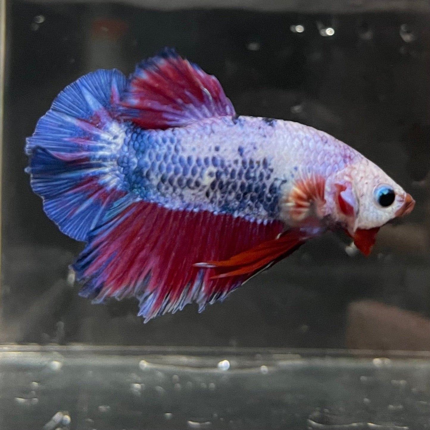 the-fish-farm Premium Male Betta Fancy Plakat Premium Male Betta - One Only - 14 Choose your favourite Premuium Fancy Plakat Male Betta - The Fish Farm