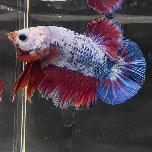 the-fish-farm Premium Male Betta Fancy Plakat Premium Male Betta - One Only - 14 Choose your favourite Premuium Fancy Plakat Male Betta - The Fish Farm