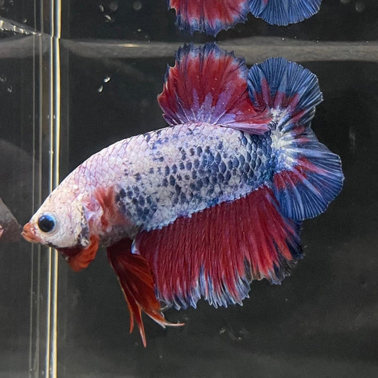 the-fish-farm Premium Male Betta Fancy Plakat Premium Male Betta - One Only - 14 Choose your favourite Premuium Fancy Plakat Male Betta - The Fish Farm
