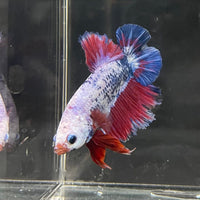 the-fish-farm Premium Male Betta Fancy Plakat Premium Male Betta - One Only - 14 Choose your favourite Premuium Fancy Plakat Male Betta - The Fish Farm