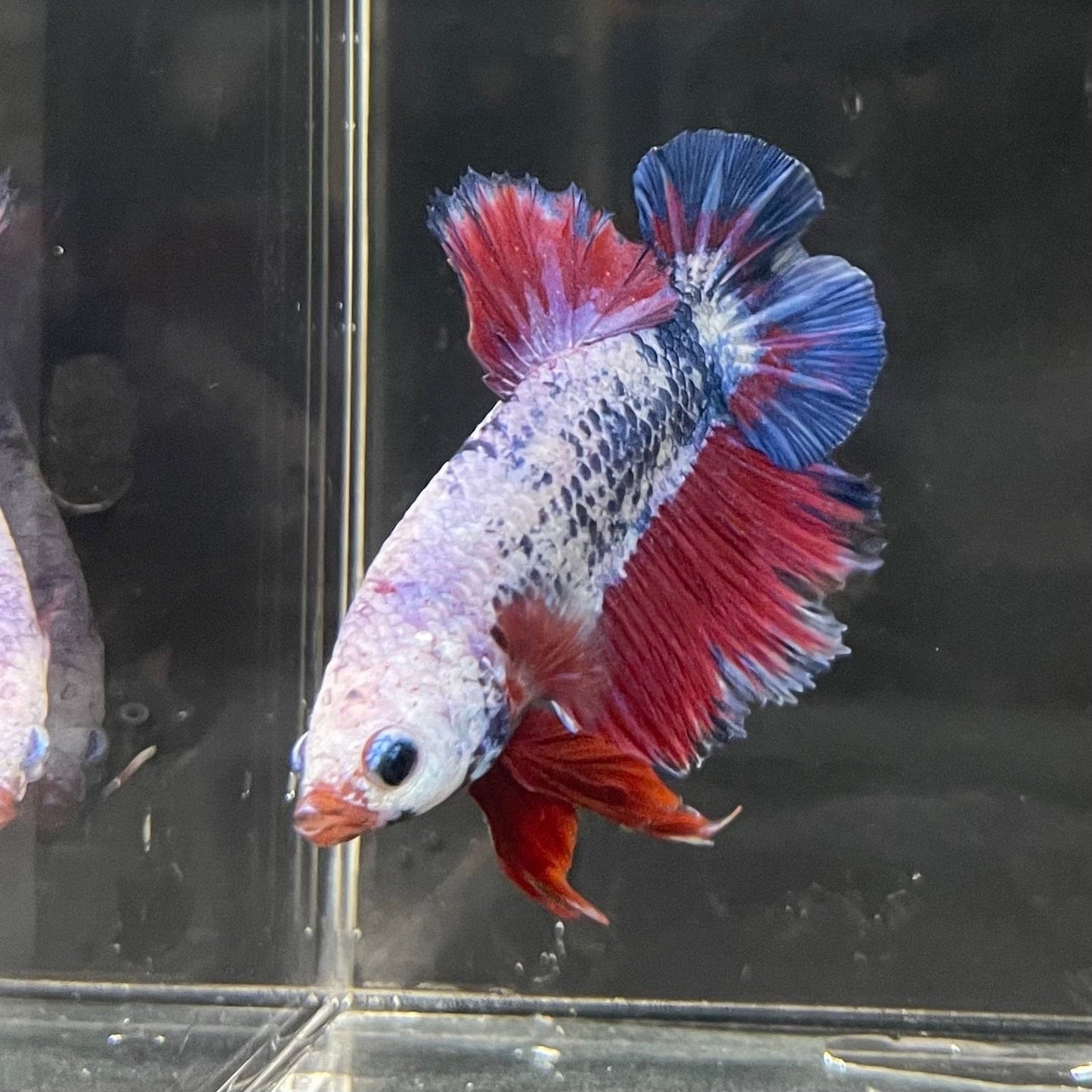 the-fish-farm Premium Male Betta Fancy Plakat Premium Male Betta - One Only - 14 Choose your favourite Premuium Fancy Plakat Male Betta - The Fish Farm