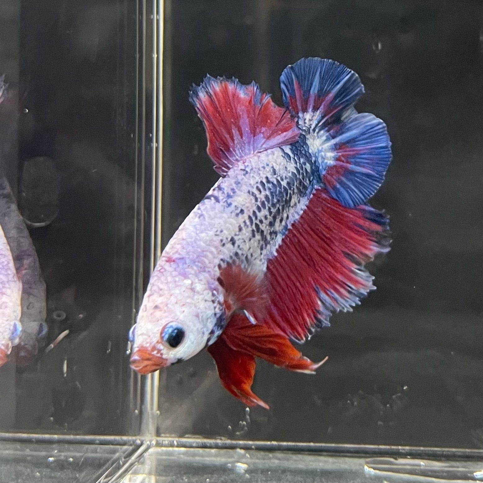 the-fish-farm Premium Male Betta Fancy Plakat Premium Male Betta - One Only - 14 Choose your favourite Premuium Fancy Plakat Male Betta - The Fish Farm