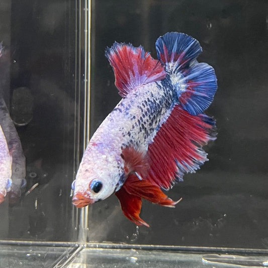 the-fish-farm Premium Male Betta Fancy Plakat Premium Male Betta - One Only - 14 Choose your favourite Premuium Fancy Plakat Male Betta - The Fish Farm