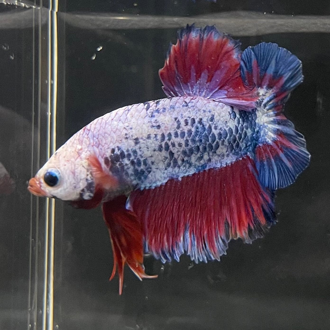 the-fish-farm Premium Male Betta Fancy Plakat Premium Male Betta - One Only - 14 Choose your favourite Premuium Fancy Plakat Male Betta - The Fish Farm
