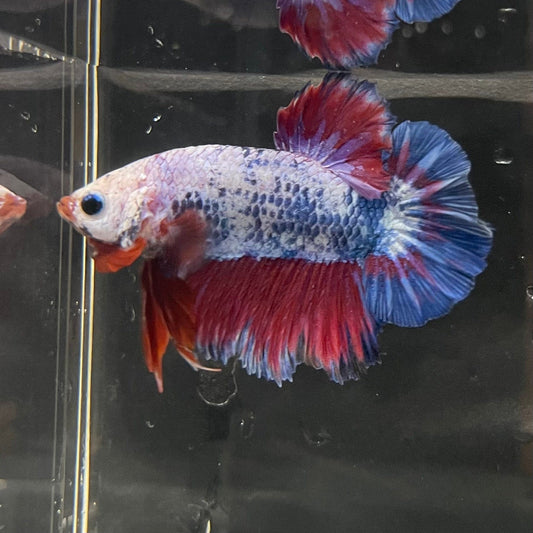the-fish-farm Premium Male Betta Fancy Plakat Premium Male Betta - One Only - 14 Choose your favourite Premuium Fancy Plakat Male Betta - The Fish Farm