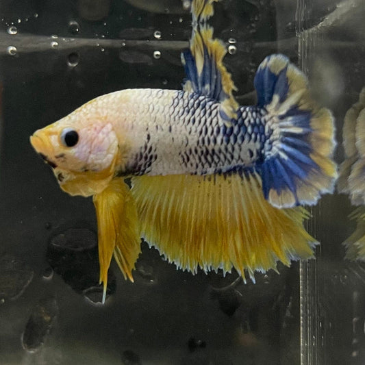 the-fish-farm Premium Male Betta Fancy Plakat Premium Male Betta - One Only - 15 Choose your favourite Premuium Fancy Plakat Male Betta - The Fish Farm