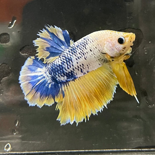 the-fish-farm Premium Male Betta Fancy Plakat Premium Male Betta - One Only - 15 Choose your favourite Premuium Fancy Plakat Male Betta - The Fish Farm
