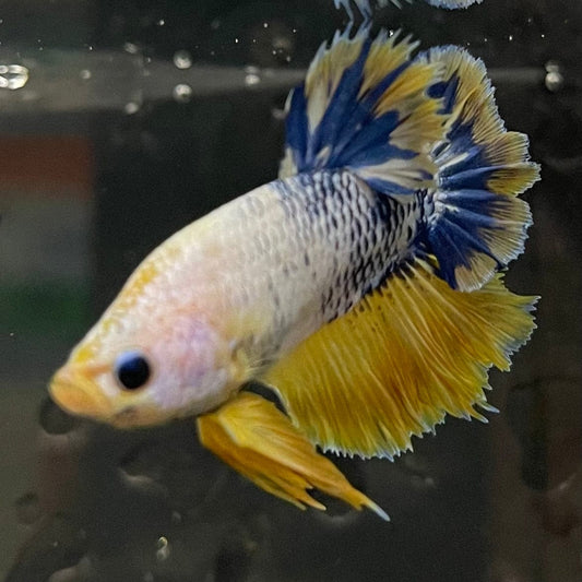 the-fish-farm Premium Male Betta Fancy Plakat Premium Male Betta - One Only - 15 Choose your favourite Premuium Fancy Plakat Male Betta - The Fish Farm