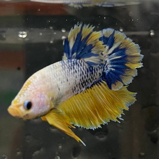 the-fish-farm Premium Male Betta Fancy Plakat Premium Male Betta - One Only - 15 Choose your favourite Premuium Fancy Plakat Male Betta - The Fish Farm