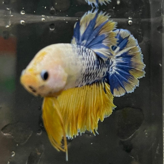 the-fish-farm Premium Male Betta Fancy Plakat Premium Male Betta - One Only - 15 Choose your favourite Premuium Fancy Plakat Male Betta - The Fish Farm