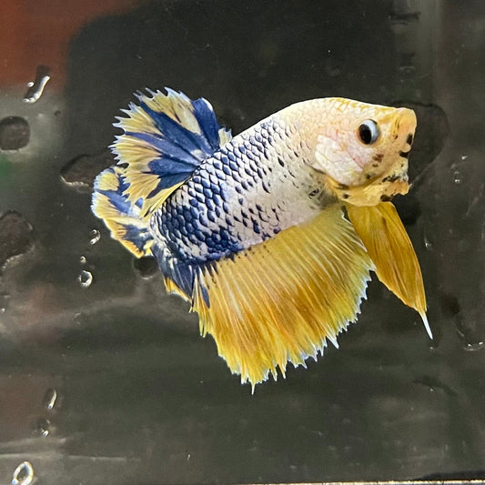 the-fish-farm Premium Male Betta Fancy Plakat Premium Male Betta - One Only - 15 Choose your favourite Premuium Fancy Plakat Male Betta - The Fish Farm